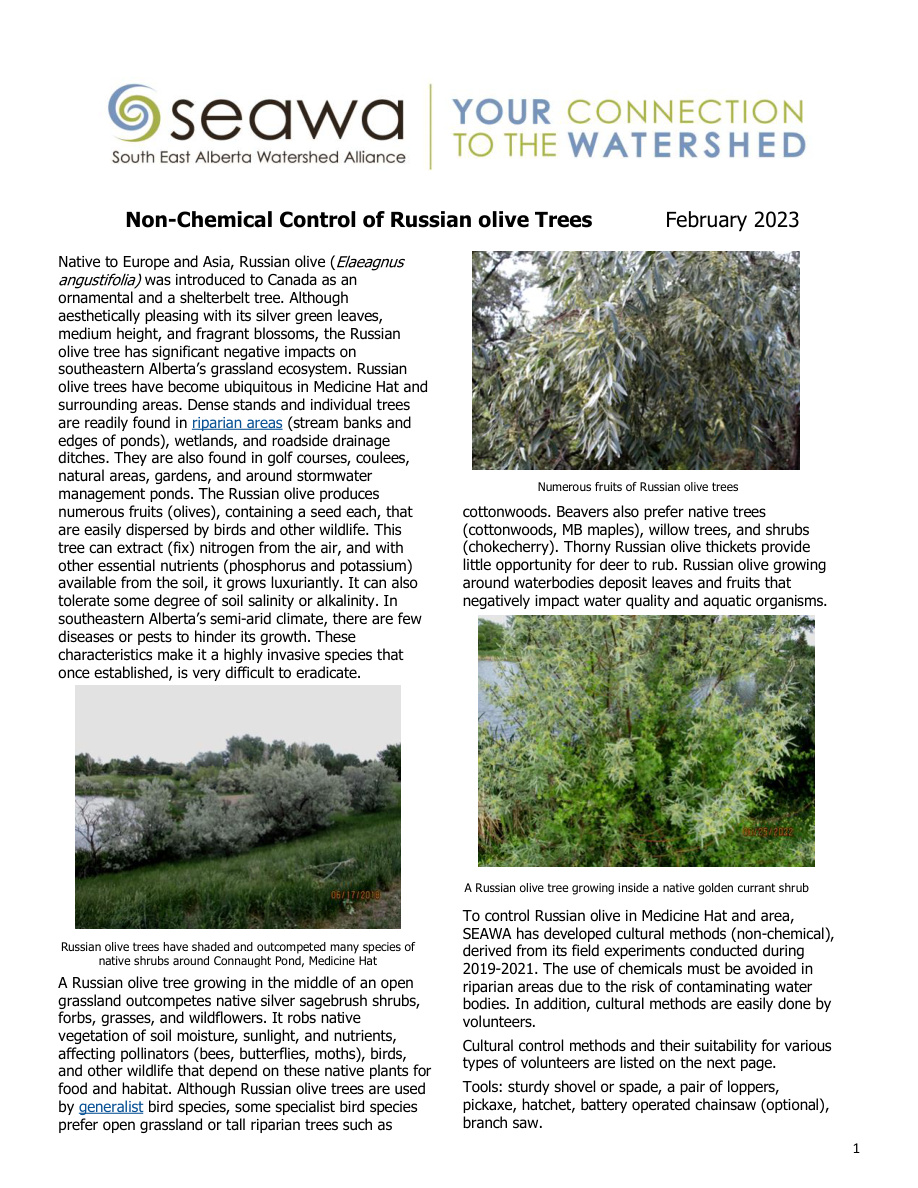 Non Chemical Control Russian Olive